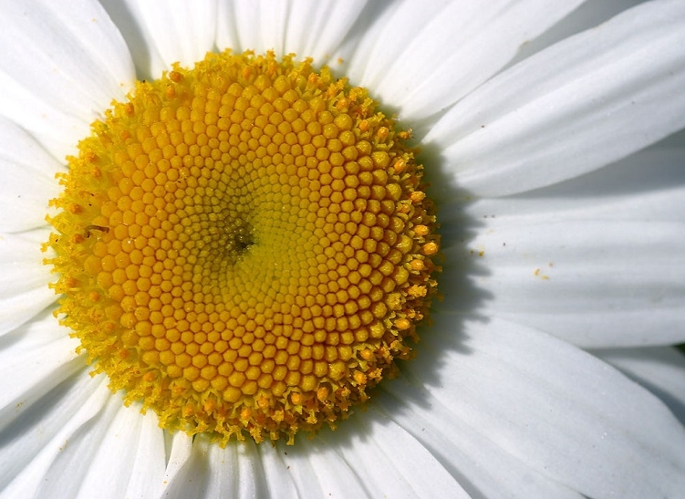 Daisy Centre Close-Up Image