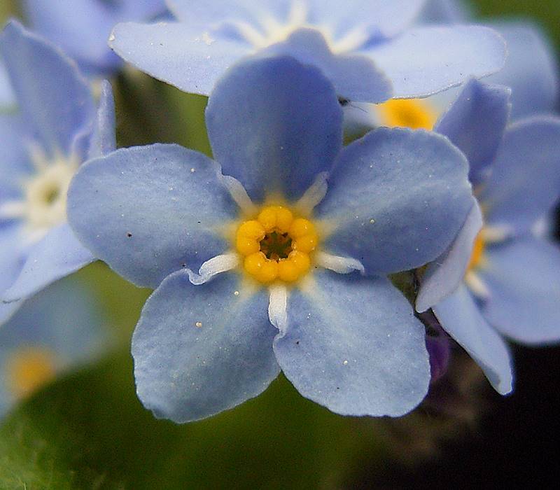 Forget me not petals